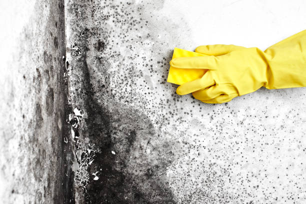Best Affordable Mold Removal  in Cedar Ridge, CA