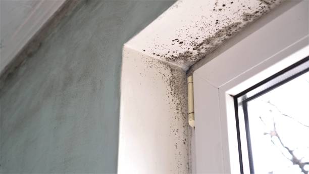 Best Mold Removal Process  in Cedar Ridge, CA