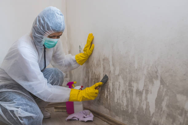 Best Fast Mold Removal  in Cedar Ridge, CA
