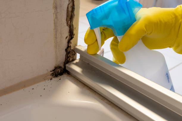 Best Office Mold Removal Services  in Cedar Ridge, CA