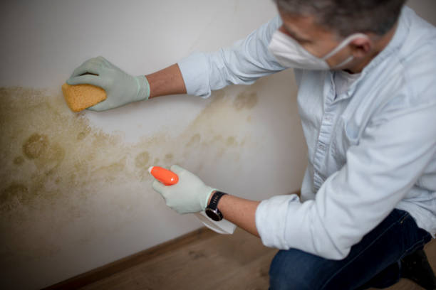 Mold Removal Process in Cedar Ridge, CA