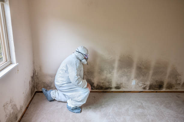 Best Emergency Mold Removal  in Cedar Ridge, CA