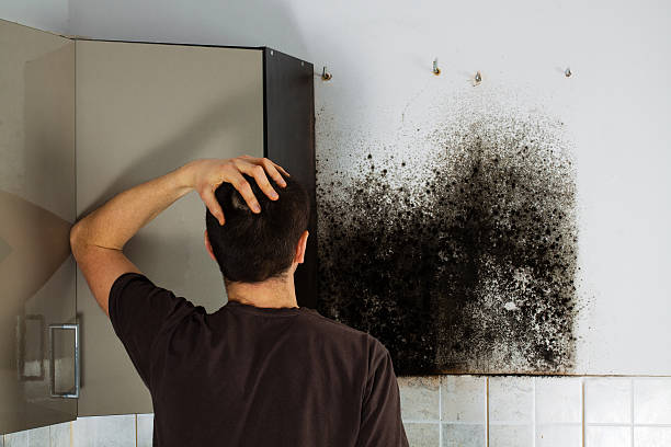 Best Mold Testing  in Cedar Ridge, CA