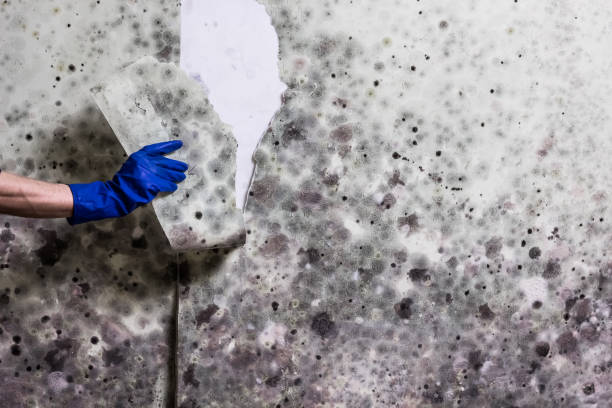 Best Same-Day Mold Removal  in Cedar Ridge, CA