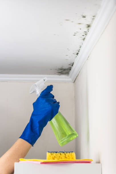 Best Attic Mold Removal  in Cedar Ridge, CA