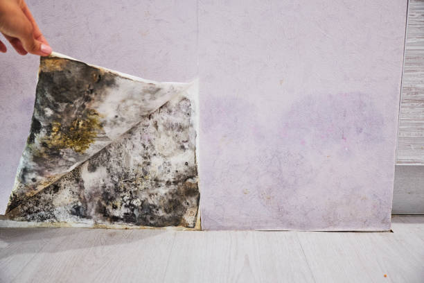 Best Black Mold Removal  in Cedar Ridge, CA